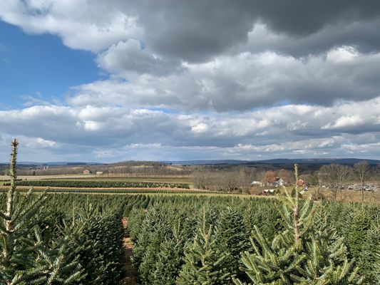 Beck Tree Farms