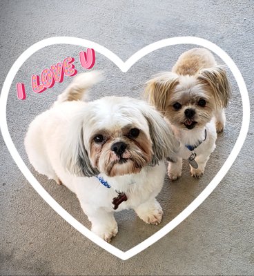 Kimchi and Jr our Shih Tzu's