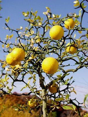 Hardy orange (Poncirus trifoliata)