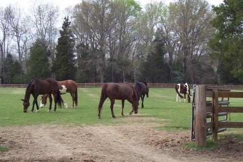 Horses in pasture