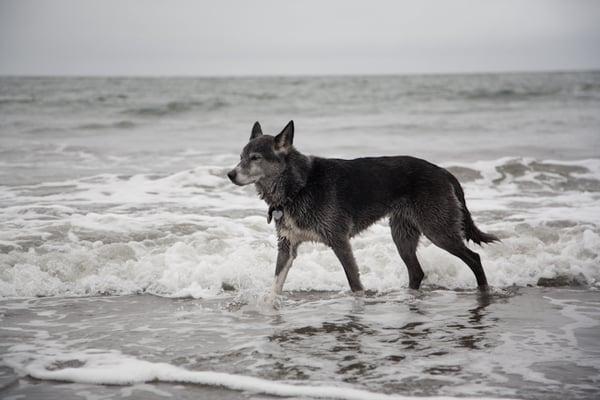 Jupiter, Muir Beach 2010