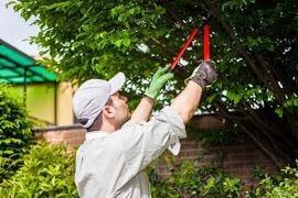 Tree Service Columbus Ohio