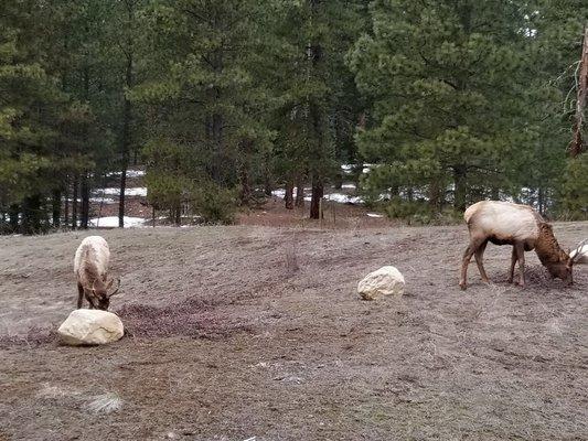 Elk that stroll around the power lines through town