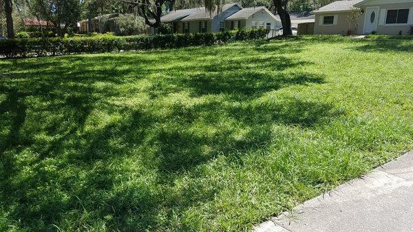 Side view of tall grass before mowing