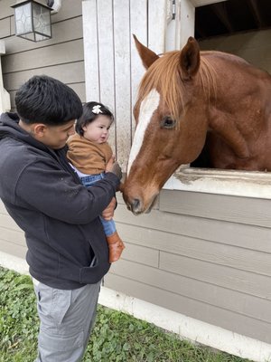 Beautiful and friendly horses!