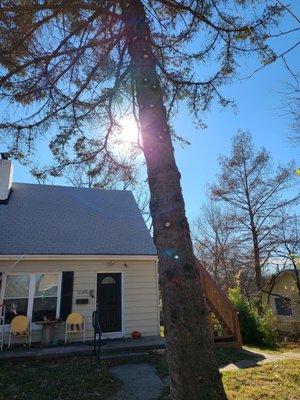 Raised up cedar tree for property manager.