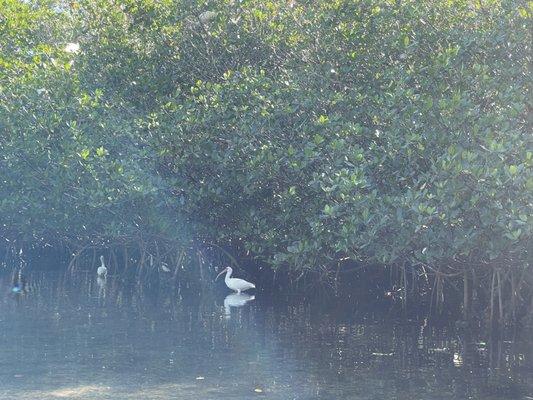 Egrets on mangrove (bill Coy Preserve)