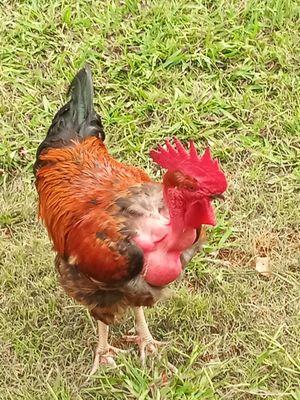 Please see if you can get some Turkins in this Spring...we love or sweet Rooster Thanks Reta