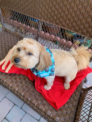 It looks like we get a different dog after every groom