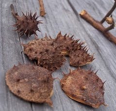 Horse Chestnut hulls