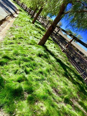 Nanook Hard Fescue along roadway into Horse Ranch