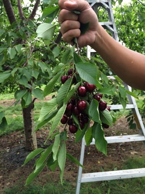 Black Cherries