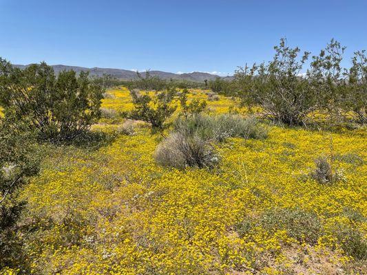 wildflowers in Golden Valley Arizona