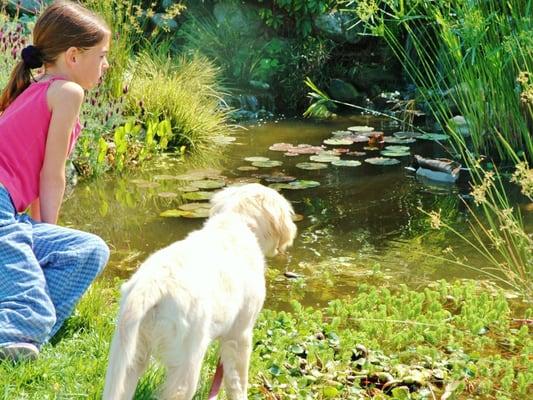 Discover the best pond builder in Los Angeles.