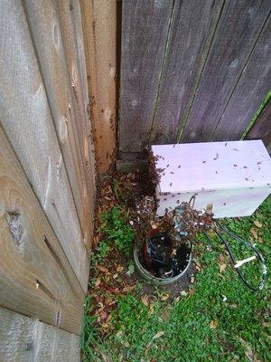 Set up a small hive right next to this cable box so that all the bees could rejoin their Queen.