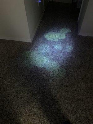 Dog urine under our black light.