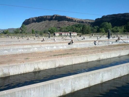 Fish Hatchery