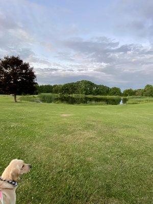 Big grassy fields