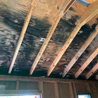 Sometimes mold can be hidden in attics and crawl spaces. Let our team of professionals find and remediate your mold problem.