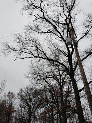 High limbs to be cut out