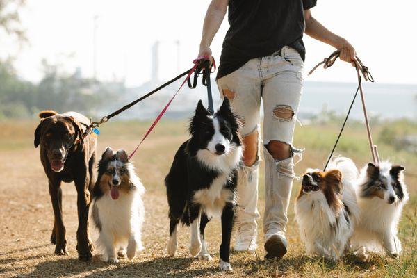 Sean Dog Walker & Pet Services