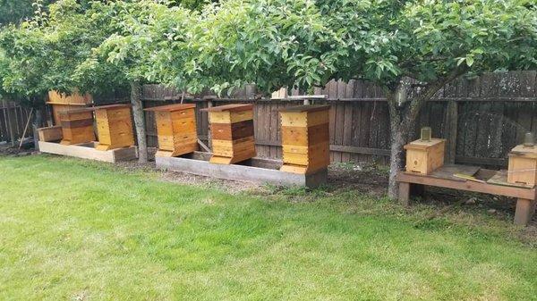 Home Apiary in Bellingham, Washington.