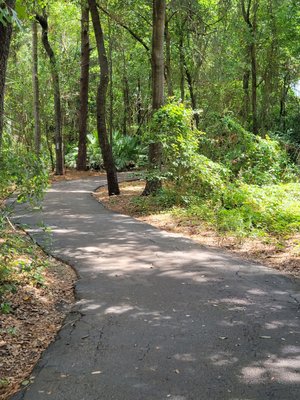 Walking trail under the tree canopy