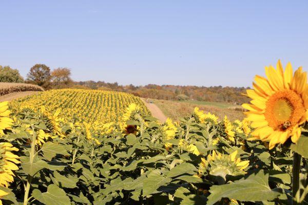 Sunflower field mid October