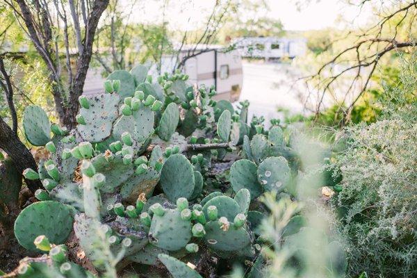 Prickly pear line the ridge and provide a pretty back drop for our tenants