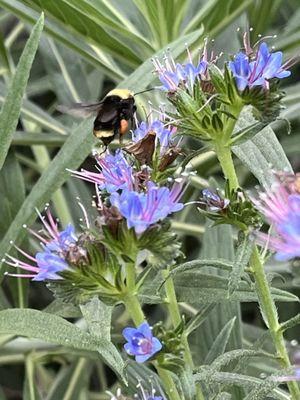 Yellow-Faced Bumble Bee (Bombus Vosnesenskii)