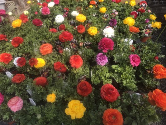 Ranuculus cold weather plant