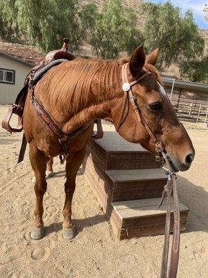 My mare with new breast collar from Pond Hill Ranch, Castleton, Vt.