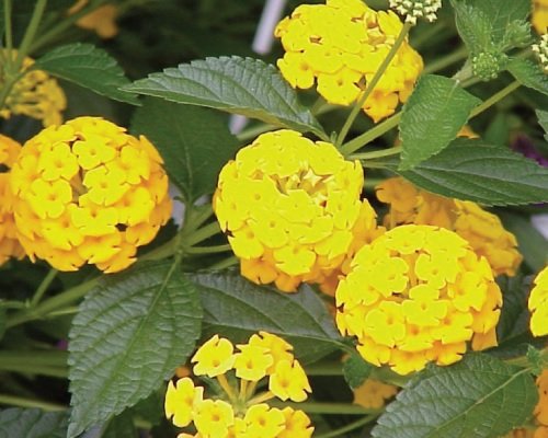 New Gold Lantana