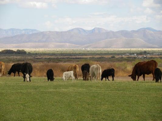 Cattle Grazing