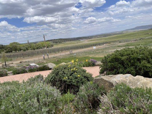 Overlooking the vineyard