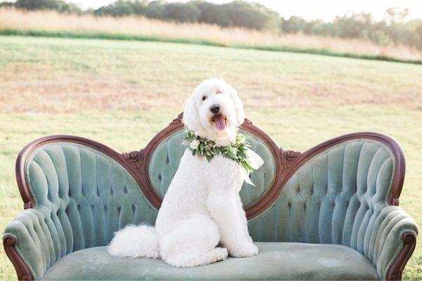 Goldendoodle