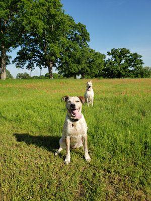 Off leash field day.