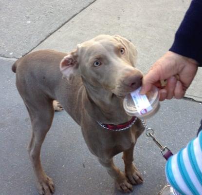 Yappy Treats Cart™ all-natural gourmet Frozen Yogurt Dog Treat Co. NYC. Dogfroyo™ dog froyo