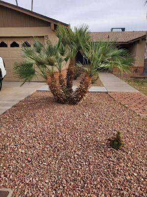 Rockbed previously full of weeds absolutely perfect Palms look amazing