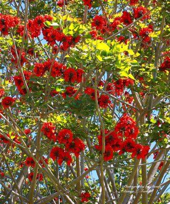 Floral Tree