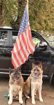 Our two lead train dogs Ares and Atlas