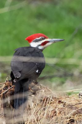 Woodpecker