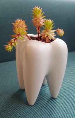 Tooth planter from one of our amazing patients.