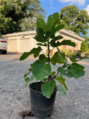 the fig tree we ended up buying for our friends!