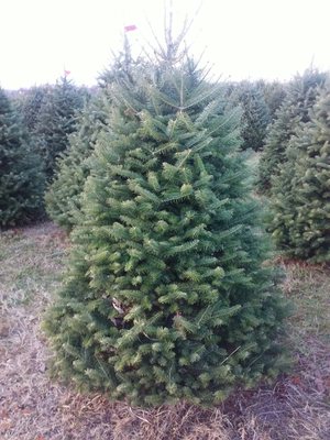 Our chosen Cacaan Fir.