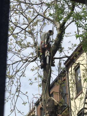 Tree Removal