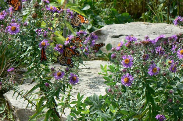 Inside the Kate Gorrie Butterfly House