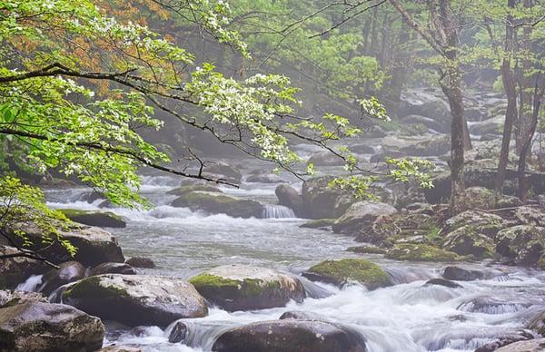 Dogwood Rain ... featured photo at the William Britten Gallery in Gatlinburg, TN