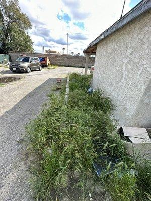 Weeds removal