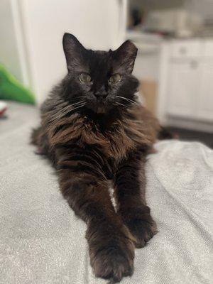 Fluffy (14F) laying in bed after her appointment with another vets office.